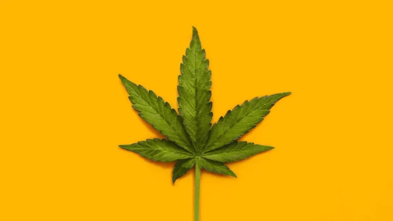 Maconha